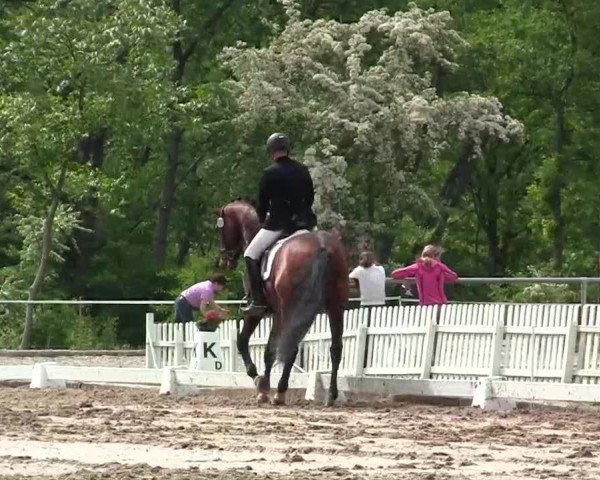 stallion Carandache (KWPN (Royal Dutch Sporthorse), 2007, from Jazz)