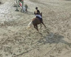 jumper Zerafina 3 (German Riding Pony, 2008, from Top Zento)