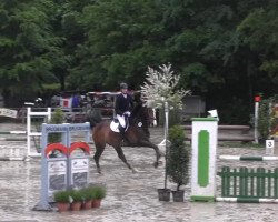 jumper Living 2 (Oldenburg show jumper, 2006, from Lord Pezi)