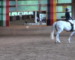 dressage horse Commesario B (Westphalian, 2007, from Cristallo I)