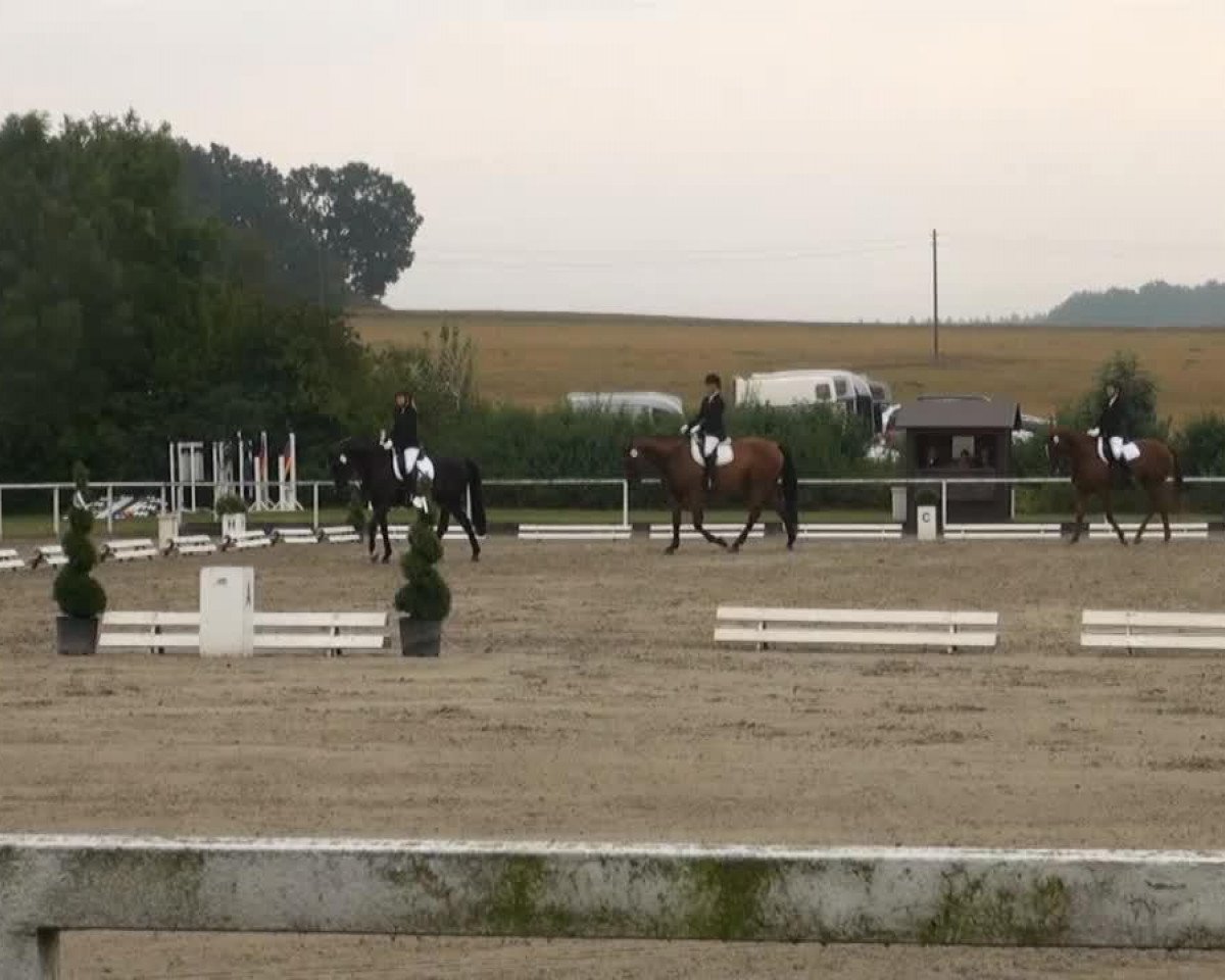dressage horse Samba's Surprise (Hanoverian, 1999, from Sherwood)