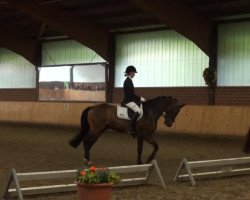 dressage horse Aramis 572 (Austrian Warmblood, 2003, from Abanos)