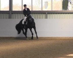 dressage horse Dj Depardieu (Hanoverian, 2007, from Depardieu 11)