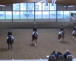 dressage horse Royalderry K (Hanoverian, 2008, from Rascalino)