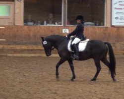 dressage horse Wallenstein 170 (German Riding Pony, 2007, from Holsteins Wellness)