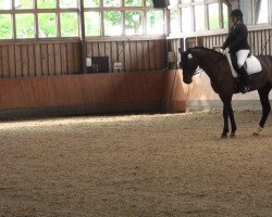 dressage horse Cellavie (Rhinelander, 2005, from Charisma)