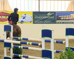 jumper Tailormade Bacento (Oldenburg show jumper, 2006, from Baloubet du Rouet)