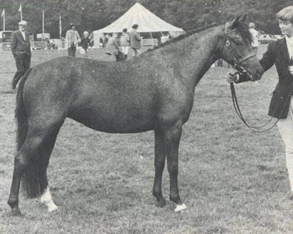 broodmare Forester Mareschka (New Forest Pony, 1973, from Frisian Forest Mario)