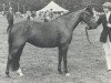 broodmare Forester Mareschka (New Forest Pony, 1973, from Frisian Forest Mario)