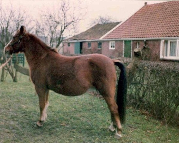 broodmare Coosje (New Forest Pony,  , from Oosterbroek Arthur)