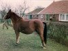 Zuchtstute Coosje (New-Forest-Pony,  , von Oosterbroek Arthur)