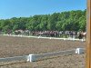 dressage horse Tenuto (German Riding Pony, 2003, from Tequilla)