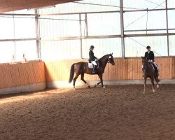 dressage horse Dancing Lord Fauntleroy (Westphalian, 2007, from Dancing Dynamite)