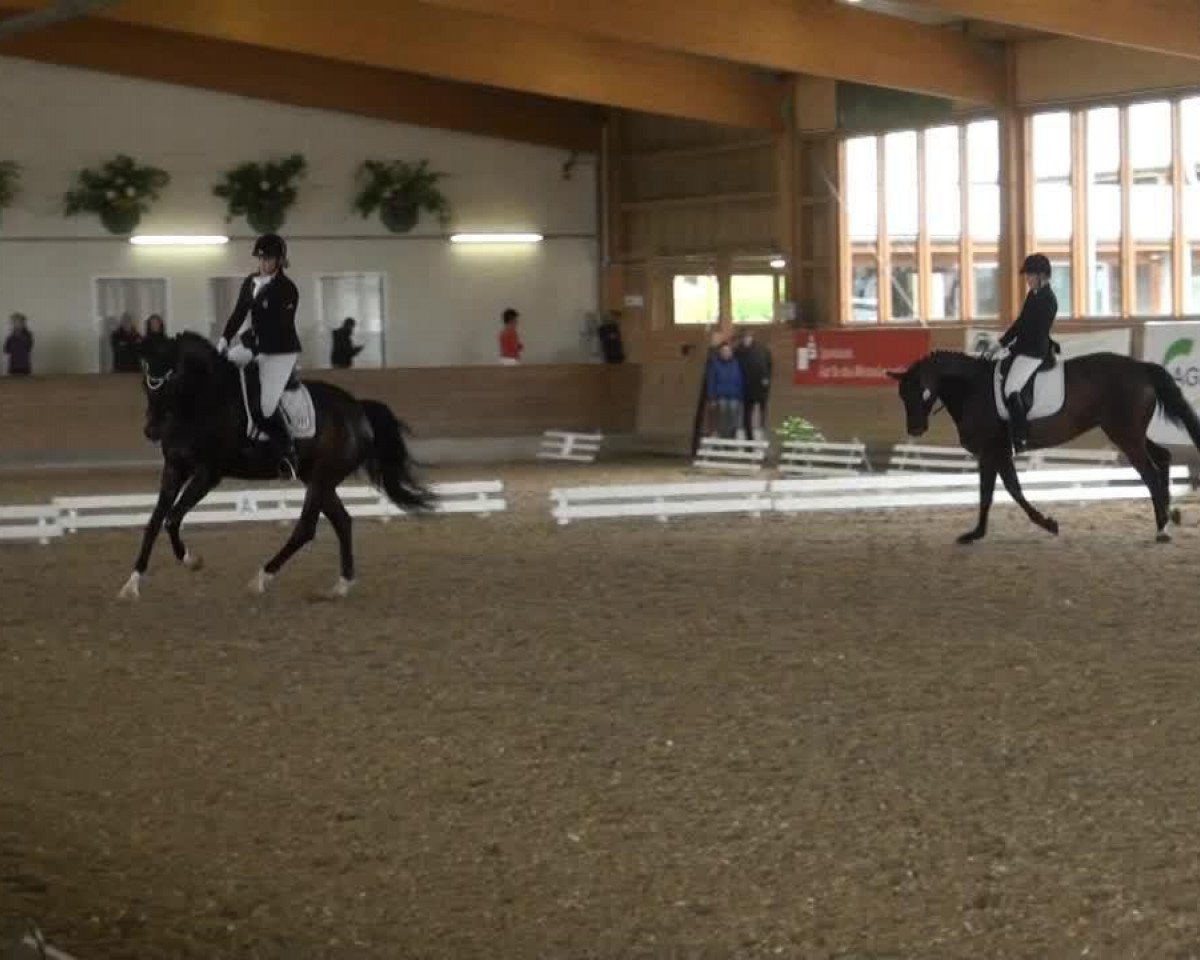 broodmare Rhianna 8 (Westphalian, 2007, from Rosario 37)