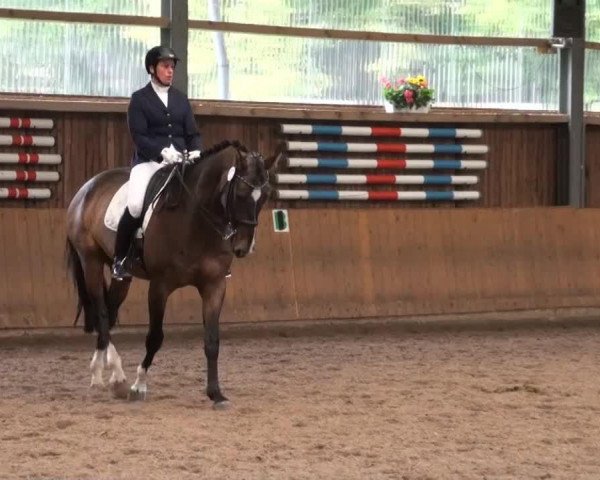 dressage horse Fahrenheit 39 (Westphalian, 2006, from Flovino)