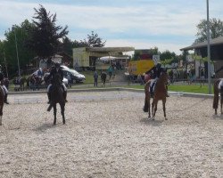 dressage horse Mc Dreamy 3 (Westphalian, 2007, from Dream On)