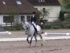 dressage horse con bravura (Holsteiner, 2007, from Carlos DZ)