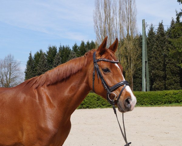 Dressurpferd D'Unirma To Be (Koninklijk Warmbloed Paardenstamboek Nederland (KWPN), 2008, von Westenwind)
