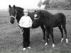 broodmare Fury's Olgarine (New Forest Pony, 1972, from Chungel Fury)