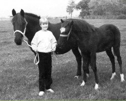 Zuchtstute Fury's Olgarine (New-Forest-Pony, 1972, von Chungel Fury)