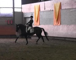 dressage horse Serobi (Trakehner, 2006, from Kostolany)