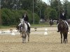 dressage horse Baghira 29 (German Riding Pony, 1992)