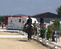 jumper Conquento (Oldenburg, 2007, from Conterno Grande)