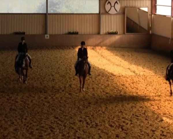 Dressurpferd Ruska Miss Victory (Welsh-Cob (Sek. D), 1993, von Thorneyside Spring Magic)