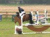 jumper Karlson (German Riding Pony, 2007, from Kennedy WE)