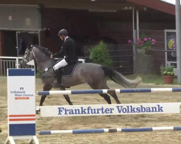 Springpferd Molly 325 (KWPN (Niederländisches Warmblut), 2007, von Montreal)