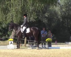 dressage horse Neolexis (German Warmblood, 2007, from Nature du Lys)