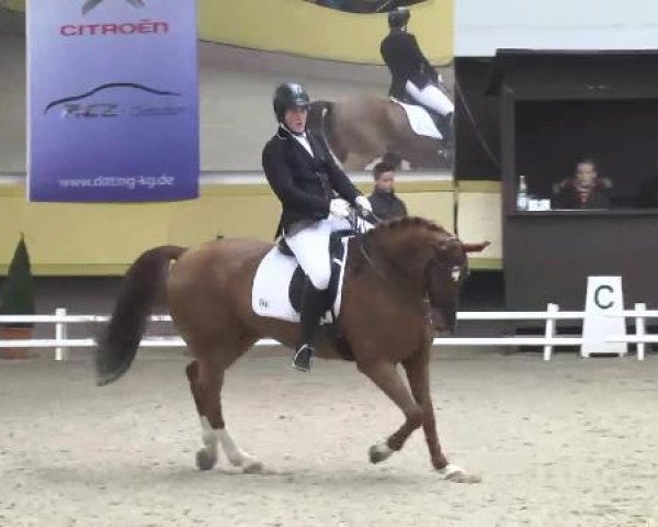 Dressurpferd Tirsvaelds Don Maystro CM (Dänisches Warmblut, 2001, von Don Schufro)