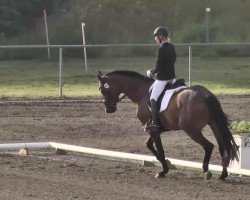 dressage horse DeLuxe 18 (Trakehner, 2007, from Herzensdieb)