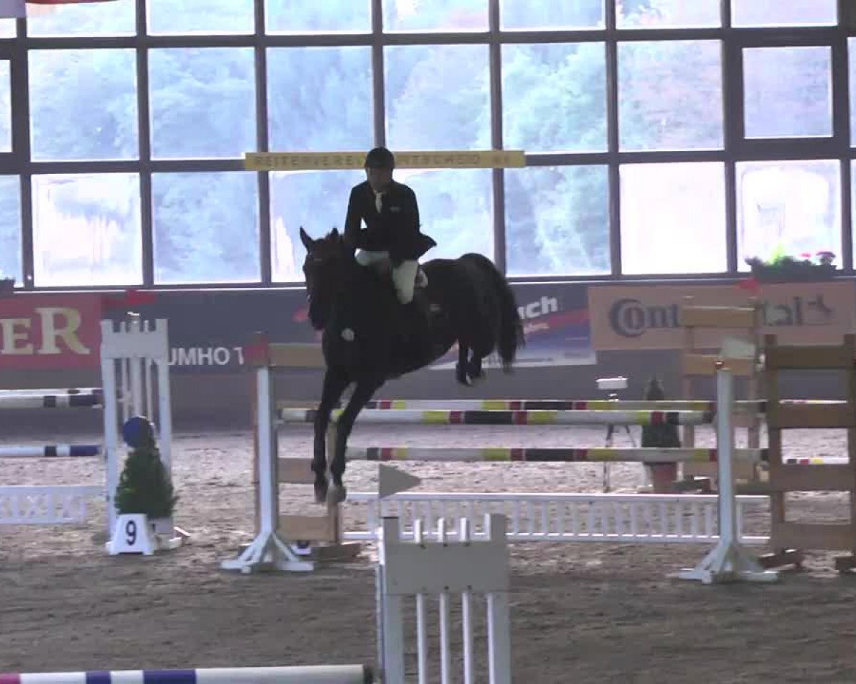 Springpferd Quantums Pik Bube (Holsteiner, 2007, von Quantum)