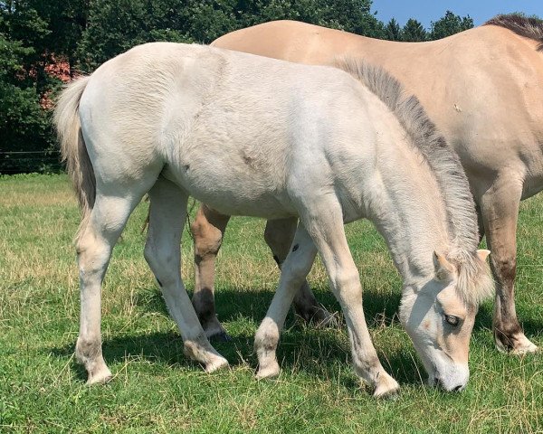 horse Madleine (Fjord Horse, 2021, from Solfin Skovå)