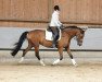 Springpferd Sunshine K 4 (Mecklenburger, 2010, von Sir Henry)