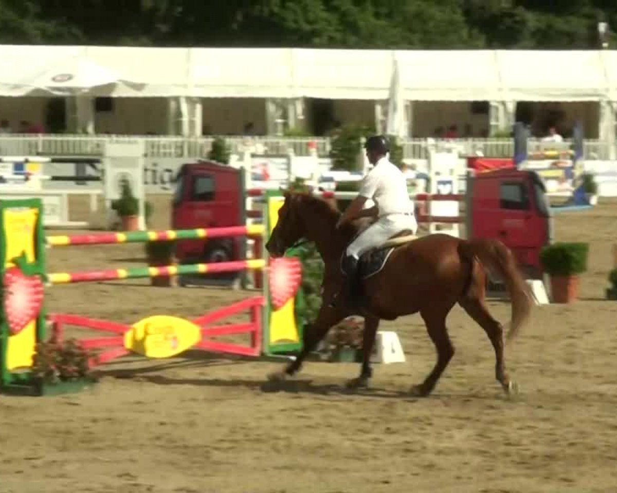 jumper Zegers (Belgian Warmblood, 2004)