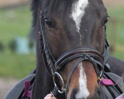 dressage horse Rocket Man 7 (Hanoverian, 2006, from Royal Blend)