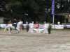 Springpferd Victor 150 (Slowakisches Warmblut, 0000, von Denis)