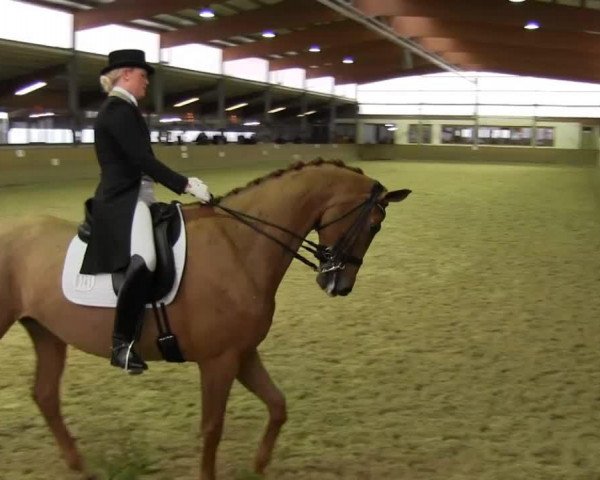 Pferd Daphna 2 (Schwedisches Warmblut, 2003, von Hertug)