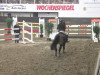 jumper Herr Leman (Polish Warmblood, 2004, from Efez)