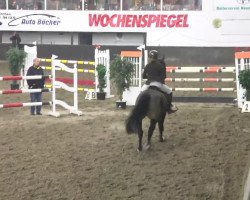 Springpferd Herr Leman (Polnisches Warmblut, 2004, von Efez)