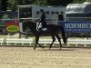 dressage horse Bugatti V (Polish Warmblood, 2001, from Pik Senior)