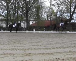 dressage horse Kontes (Polish Warmblood, 2006, from Ever For Pleasure)