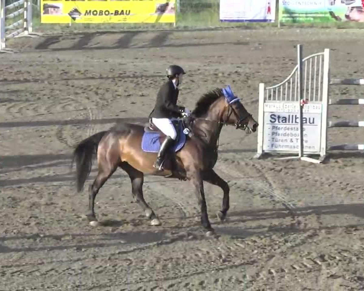 Springpferd Laguna (Polnisches Warmblut, 1999, von Orion)