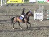 jumper Laguna (Polish Warmblood, 1999, from Orion)