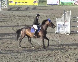 Springpferd Laguna (Polnisches Warmblut, 1999, von Orion)