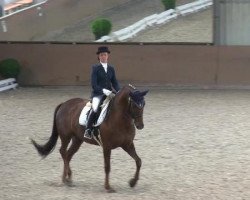 dressage horse Darjeela (KWPN (Royal Dutch Sporthorse), 2004, from Don Ruto)