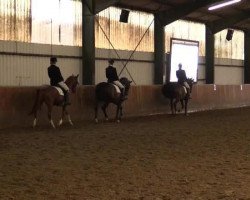 dressage horse Jils (Nederlands Rijpaarden en Pony, 2004, from Vitano)