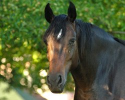 broodmare Scala (Oldenburg, 1999, from Sandro Hit)